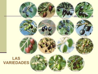 LAS VARIEDADES   