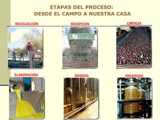 ETAPAS DEL PROCESO:  DESDE EL CAMPO A NUESTRA CASA RECOLECCIÓN RECEPCION LIMPIEZA ELABORACIÓN BODEGA ENVASADO 