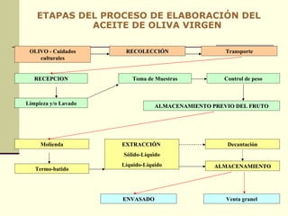 ETAPAS DEL PROCESO DE ELABORACIÓN DEL ACEITE DE OLIVA VIRGEN Venta granel ENVASADO OLIVO - Cuidados culturales Transporte RECOLECCIÓN ALMACENAMIENTO PREVIO DEL FRUTO Limpieza y/o Lavado RECEPCION Toma de Muestras Control de peso Molienda ALMACENAMIENTO EXTRACCIÓN   Sólido-Líquido Líquido-Líquido Termo-batido Decantación 