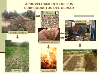 APROVECHAMIENTO DE LOS SUBPRODUCTOS DEL OLIVAR Residuos poda  Hueso aceituna Picado combustible Abono Abono almazara 