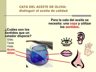 CATA DEL ACEITE DE OLIVA:  distinguir el aceite de calidad ¿Cuáles son los sentidos que un catador dispone? Oído.  Tacto. Vista. Gusto. Olfato. Para la cata del aceite se necesita: una  copa  y utilizar los  sentidos . 