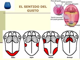 EL SENTIDO DEL GUSTO 