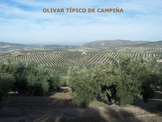 OLIVAR TÍPICO DE CAMPIÑA 