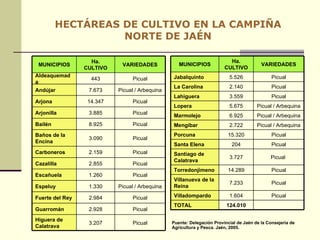 HECTÁREAS DE CULTIVO EN LA CAMPIÑA NORTE DE JAÉN Puente: Delegación Provincial de Jaén de la Consejería de Agricultura y Pesca. Jaén, 2005. Picual 3.207 Higuera de Calatrava Picual 2.928 Guarromán Picual 2.984 Fuerte del Rey Picual / Arbequina 1.330 Espeluy Picual 1.260 Escañuela Picual 2.855 Cazalilla Picual 2.159 Carboneros Picual 3.090 Baños de la Encina Picual 8.925 Bailén Picual 3.885 Arjonilla Picual 14.347 Arjona Picual / Arbequina 7.673 Andújar Picual 443 Aldeaquemada VARIEDADES Ha. CULTIVO MUNICIPIOS 124.010 TOTAL Picual 1.604 Villadompardo Picual 7.233 Villanueva de la Reina Picual 14.289 Torredonjimeno Picual  3.727 Santiago de Calatrava Picual 204 Santa Elena Picual 15.320 Porcuna Picual / Arbequina 2.722 Mengíbar Picual / Arbequina 6.925 Marmolejo Picual / Arbequina 5.675 Lopera Picual 3.559 Lahiguera Picual 2.140 La Carolina Picual 5.526 Jabalquinto VARIEDADES Ha. CULTIVO MUNICIPIOS 
