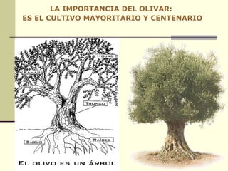 LA IMPORTANCIA DEL OLIVAR:  ES EL CULTIVO MAYORITARIO Y CENTENARIO 