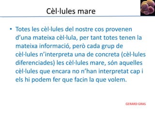 Totes les cèl·lules del nostre cos provenen d’una mateixa cèl·lula, per tant totes tenen la mateixa informació, però cada grup de cèl·lules n’interpreta una de concreta (cèl·lules diferenciades) les cèl·lules mare, són aquelles cèl·lules que encara no n’han interpretat cap i els hi podem fer que facin la que volem. Cèl·lules mare 