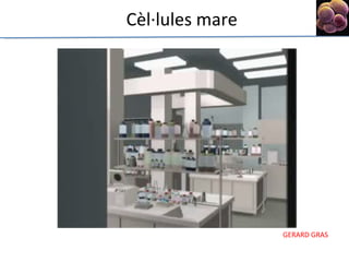 Cèl·lules mare 