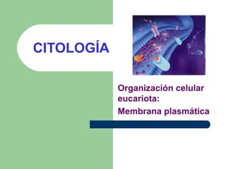 CITOLOGÍA
Organización celular
eucariota:
Membrana plasmática
 