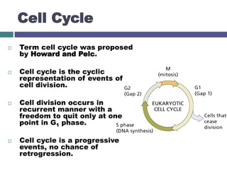 Cel cycle and its regulation | PPTX