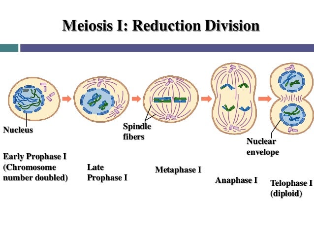 Cel Cycle And Its Regulation