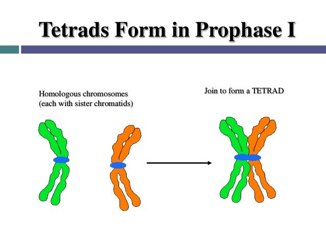 What is a tetrad for meiosis?