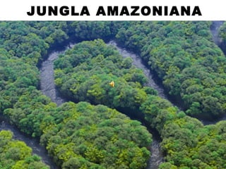 JUNGLA AMAZONIANA
 