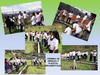 SIEMBRA DE ARBOLES Y PLANTAS ORNAMENTALES