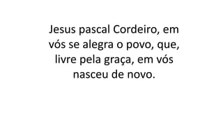 Jesus pascal Cordeiro, em
vós se alegra o povo, que,
livre pela graça, em vós
nasceu de novo.
 