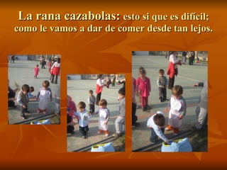 La rana cazabolas: esto si que es difícil; como le vamos a dar de comer desde tan lejos.