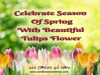 Celebrate season of spring with beautiful tulips flower