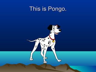 This is Pongo.This is Pongo.
 