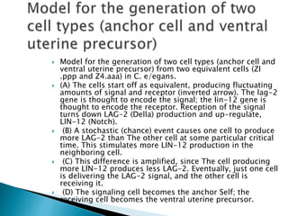  Model for the generation of two cell types (anchor cell and
ventral uterine precursor) from two equivalent cells (ZI
.ppp and Z4.aaa) in C. e/egans.
 (A) The cells start off as equivalent, producing fluctuating
amounts of signal and receptor (inverted arrow). The lag-2
gene is thought to encode the signal; the Iin-12 gene is
thought to encode the receptor. Reception of the signal
turns down LAG-2 (Della) production and up-regulate,
LlN-12 (Notch).
 (B) A stochastic (chance) event causes one cell to produce
more LAG-2 than The other cell at some particular critical
time. This stimulates more LIN-12 production in the
neighboring cell.
 (C) This difference is amplified, since The cell producing
more LlN-12 produces less LAG-2. Eventually, just one cell
is delivering the LAG-2 signal, and the other cell is
receiving it.
 (D) The signaling cell becomes the anchor Self; the
receiving cell becomes the ventral uterine precursor.
 