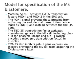  Maternal SKN-1 activates GATA transcription
factors MED-l and MED-2 in the EMS cell.
 The POP-l signal prevents these proteins from
activating the endodermal transcription factors
(such as END-l) and instead activates the tbx-35
gene.
 The TBX-35 transcription factor activates
mesodermal genes in the MS cell, including pha-
4 in the pharynx lineage and hlh- 1 (which
encodes a myogenic transcription factor) in
muscles.
 TBX-35 also inhibits pal- 1 gene express ion,
thereby preventing the MS cell from acquiring the
C-blastomere fates.
 