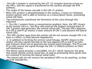  The LlN-3 protein is received by the LET-23 receptor tyrosine kinase on
the VPCs, and the signal is transferred to the nucleus through the RTK
pathway.
 The target of the kinase cascade is the LlN-31 protein
 When this protein is phosphorylated in the nucleus, it loses its inhibitory
protein partner and is able to function as a transcription factor, promoting
vulval cell fates.
 Two mechanisms coordinate the formation of the vulva through this
induction
 1. The LIN-3 protein forms a concentration gradient. Here, the VPC closest
to the anchor cell (i.e., the P6.p cell) receives the highest concentration of
LlN-3 protein and generates the central vulval cells. The two VPCs adjacent
to it (PS.p and P7.p) receive a lower amount of LlN-3 and become the lateral
vulval cells.
 The VPCs farther away from the anchor cell do not receive enough LlN-3 to
have a n effect, so they become hypodermis.
 2. In addition to forming the central vulval lineage, theVPC closest to the
anchor cell also signals laterally to the two adjacent (P5.p and P7.p) cells
and instructs them not to generate the central vulval lineages. The P5.p and
P7.p cells receive the signal through the LlN-12 (Notch) proteins on their
cell membranes.
 The Notch signal activates a microRNA, mir-61, which represses the gene
that would specify central vulval fate, as well as promoting those genes that
are involved in forming the lateral vulval cells).
 The lateral cells do not instruct the peripheral VPCs to do anything, so they
become hypodermis.
 