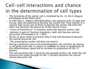  The formation of the anchor cell is mediated by lin-12, the C.efegans
homologue of the Notch gene.
 In wild-type C. elegans hermaphrodites, two adjacent cells, Zl .ppp and
Z4.aaa, have the potential to become the anchor cell. They interact in a
manner that causes one of them to become the anchor cell while the
other one becomes the precursor of the uterine tissue.
 In loss of function Iin-12 mutants, both cells become anchor cells,
 whereas in gain of-function mutations, both cells become uterine
precursors (Greenwald et al. 1 983).
 the lin-I2 gene needs to (unction only in that cell destined to become
the uterine precursor cell.
 The presumptive anchor cell does not need it.
 During a particular time in larval development, the cell that, by chance,
is secreting more LAG-2 causes its neighbor to cease its production of
this differentiation signal and to increase its production of LIN-12
protein.
 The cell secreting LAG-2 becomes the gonadal anchor cell, while the cell
receiving the signal through its LIN-12 protein becomes the ventral
uterine precursor cell
 