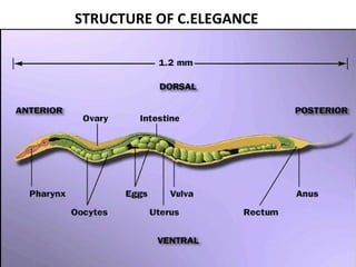 STRUCTURE OF C.ELEGANCE
 