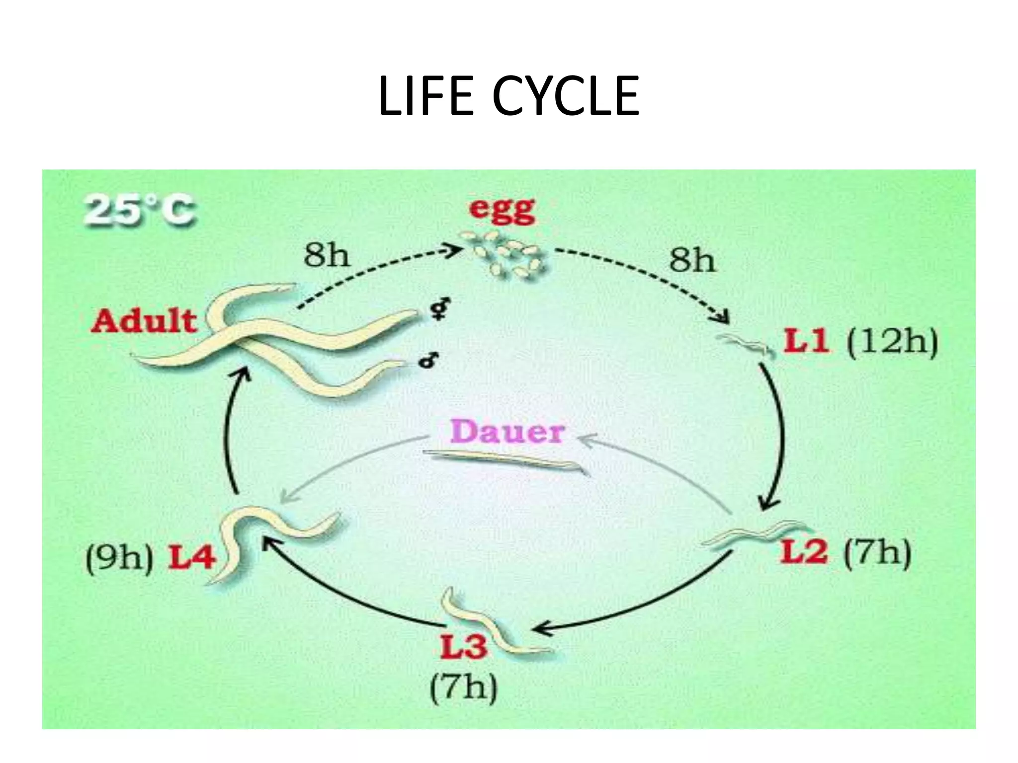 C elegans and Humans | PPTX