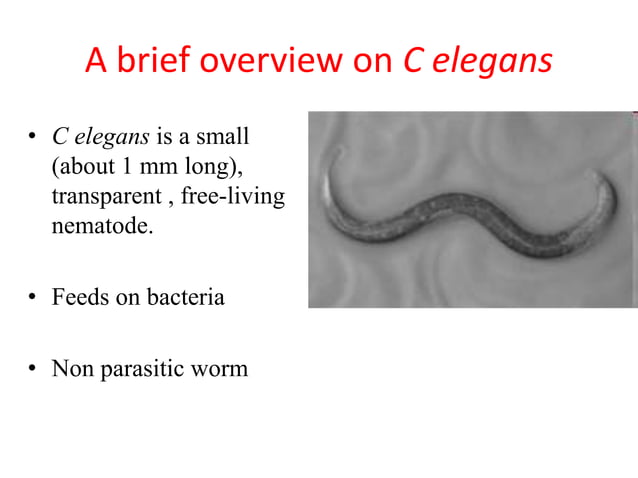 C elegans and Humans | PPT