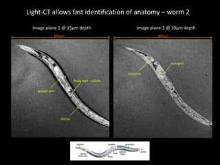  the sample is imaged using standard Light-CT scanner procedureImaging:3Dtomographic resolution: ≈ 1µm, non invasive, non destructive