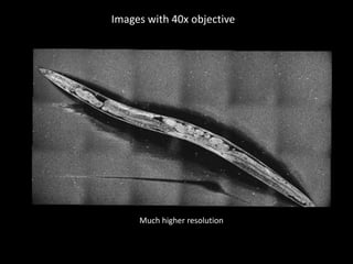 Light-CT allows fast identification of anatomy – worm 2Image plane 1 @ 15µm depthImage plane 2 @ 30µm depth800µm800µmovocytesintestineBody wall - cuticlegonad armuterus