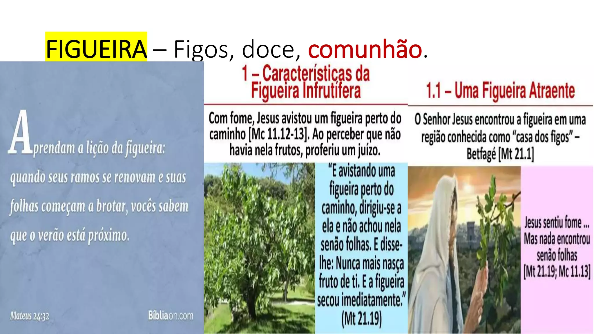 FIGUEIRA – Figos, doce, comunhão.