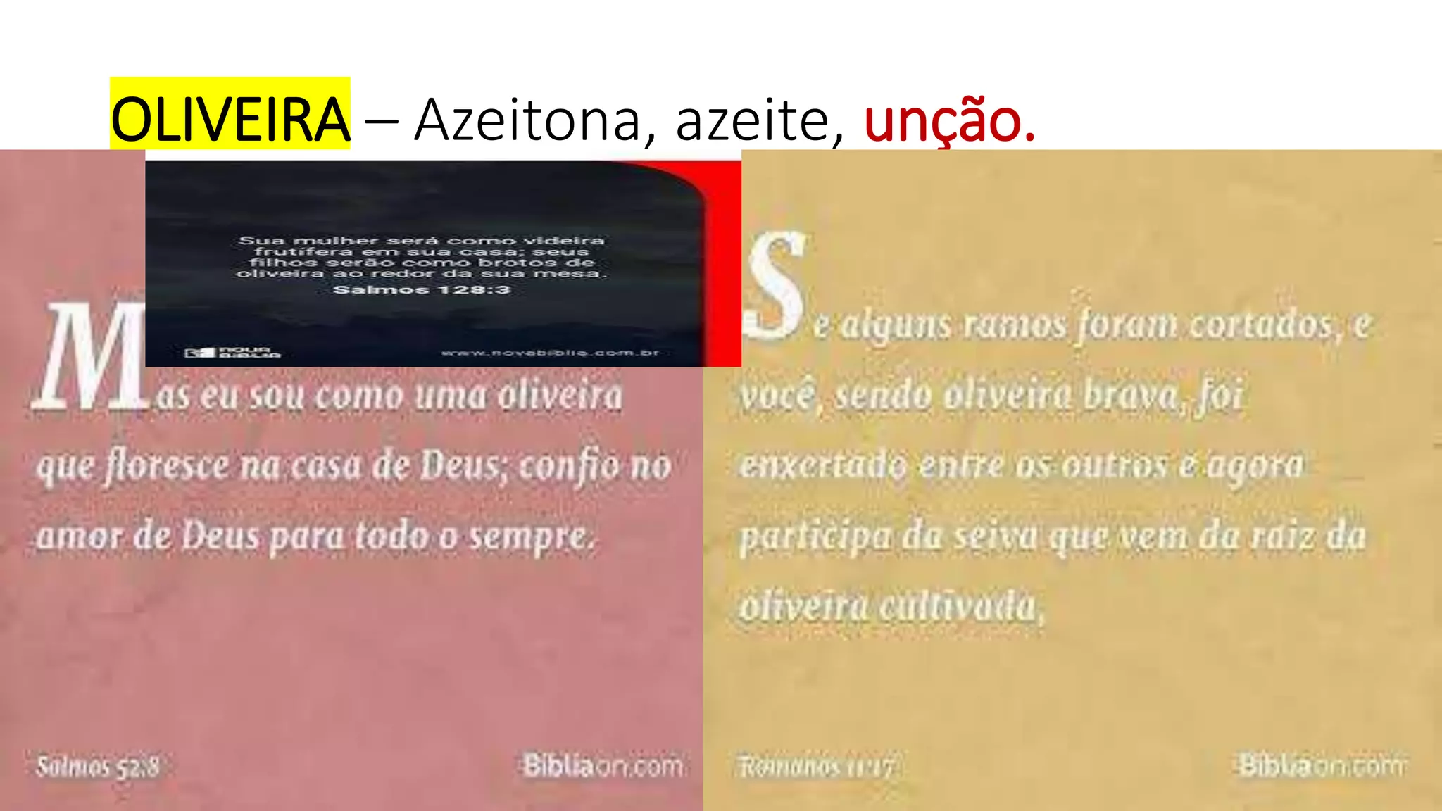 OLIVEIRA – Azeitona, azeite, unção.