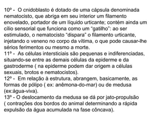 10º -  O cnidoblasto é dotado de uma cápsula denominada nematocisto, que abriga em seu interior um filamento enovelado, portador de um líquido urticante; contém ainda um cílio sensorial que funciona como um “gatilho”: ao ser estimulado, o nematocisto “dispara” o filamento urticante, injetando o veneno no corpo da vítima, o que pode causar-lhe sérios ferimentos ou mesmo a morte.  11º -  As células intersticiais são pequenas e indiferenciadas, situando-se entre as demais células da epiderme e da gastroderme ( na epiderme podem dar origem a células sexuais, brotos e nematocistos). 12º -  Em relação à estrutura, abrangem, basicamente, as formas de pólipo ( ex: anêmona-do-mar) ou de medusa (ex:água-viva).  13º - O deslocamento da medusa se dá por jato-propulsão ( contrações dos bordos do animal determinando a rápida expulsão da água acumulada na fase côncava). 