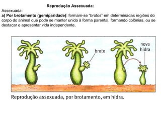 Reprodução Assexuada:  Assexuada:  a) Por brotamento (gemiparidade) : formam-se “brotos” em determinadas regiões do corpo do animal que pode se manter unido à forma parental, formando colônias, ou se destacar e apresentar vida independente. 