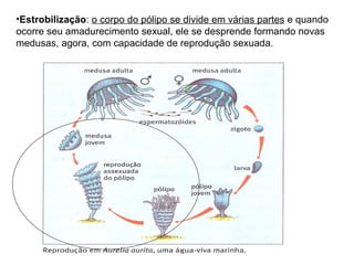 Estrobilização :  o corpo do pólipo se divide em várias partes  e quando ocorre seu amadurecimento sexual, ele se desprende formando novas medusas, agora, com capacidade de reprodução sexuada. 