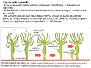Reprodução sexuada : - Entre os cnidários existe espécies monóicas ( hermafrodita) e dióicas( sexo separado).  - Muitos cnidários liberam os óvulos e os espermatozóides na água, onde ocorre a fecundação. - Há também espécies com fecundação interna, em que os óvulos são retidos dentro da fêmea, em geral na cavidade gastrovascular, onde são fecundados pelos espermatozóides que penetram pela boca do celenterado. 