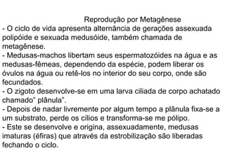 Reprodução por Metagênese - O ciclo de vida apresenta alternância de gerações assexuada polipóide e sexuada medusóide, também chamada de metagênese. - Medusas-machos libertam seus espermatozóides na água e as medusas-fêmeas, dependendo da espécie, podem liberar os óvulos na água ou retê-los no interior do seu corpo, onde são fecundados.  - O zigoto desenvolve-se em uma larva ciliada de corpo achatado chamado” plânula”. - Depois de nadar livremente por algum tempo a plânula fixa-se a um substrato, perde os cílios e transforma-se me pólipo. - Este se desenvolve e origina, assexuadamente, medusas imaturas (éfiras) que através da estrobilização são liberadas fechando o ciclo. 