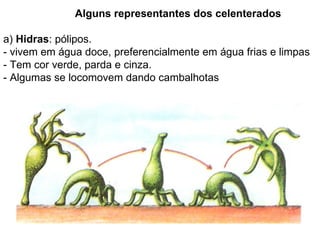 Alguns representantes dos celenterados a)  Hidras : pólipos.  - vivem em água doce, preferencialmente em água frias e limpas - Tem cor verde, parda e cinza. - Algumas se locomovem dando cambalhotas 