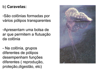b)  Caravelas:   São colônias formadas por vários pólipos transparentes Apresentam uma bolsa de ar que permitem a flutuação da colônia - Na colônia, grupos diferentes de pólipos desempenham funções diferentes ( reprodução, proteção,digestão, etc) 