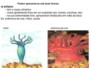 Podem apresenta-se sob duas formas: a) pólipos: - tem o corpo cilíndrico - vivem geralmente fixos em um substrato (ex; rochas, conchas, etc) - na sua extremidade livre, apresentam tentáculos em volta da boca Ex: anêmona-do-mar, hidra, corais  hidra anêmona-do-mar 