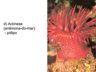 d) Actíneas  (anêmona-do-mar):  - pólipo 