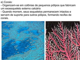 e) Corais:  - Organizam-se em colônias de pequenos pólipos que fabricam um exoesqueleto externo calcário - Quando morrem, seus esqueletos permanecem intactos e servem de suporte para outros pólipos, formando recifes de corais. 