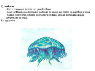 b) medusas: - tem o corpo que lembra um guarda-chuva - seus tentáculos se distribuem ao longo do corpo, no centro do qual fica a boca - nadam livremente, embora de maneira limitada, ou são carregadas pelas correntezas de água. Ex: água-viva 
