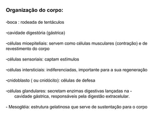 Organização do corpo: boca : rodeada de tentáculos cavidade digestória (gástrica) células mioepiteliais: servem como células musculares (contração) e de revestimento do corpo células sensoriais: captam estímulos células intersticiais: indiferenciadas, importante para a sua regeneração cnidoblasto ( ou cnidócito): células de defesa células glandulares: secretam enzimas digestivas lançadas na -  cavidade gástrica, responsáveis pela digestão extracelular. - Mesogléia: estrutura gelatinosa que serve de sustentação para o corpo 