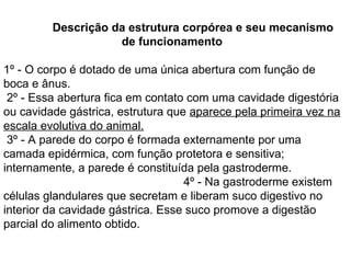 Descrição da estrutura corpórea e seu mecanismo de funcionamento 1º - O corpo é dotado de uma única abertura com função de boca e ânus.  2º - Essa abertura fica em contato com uma cavidade digestória ou cavidade gástrica, estrutura que  aparece pela primeira vez na escala evolutiva do animal. 3º - A parede do corpo é formada externamente por uma camada epidérmica, com função protetora e sensitiva; internamente, a parede é constituída pela gastroderme.  4º - Na gastroderme existem células glandulares que secretam e liberam suco digestivo no interior da cavidade gástrica. Esse suco promove a digestão parcial do alimento obtido.   