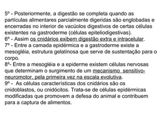 5º - Posteriormente, a digestão se completa quando as partículas alimentares parcialmente digeridas são englobadas e encerradas no interior de vacúolos digestivos de certas células existentes na gastroderme (células epiteliodigestivas).  6º - Assim  os cnidários exibem digestão extra e intracelular . 7º - Entre a camada epidérmica e a gastroderme existe a mesogléia, estrutura gelatinosa que serve de sustentação para o corpo.  8º- Entre a mesogléia e a epiderme existem células nervosas que determinam o surgimento de um  mecanismo  sensitivo-neuromotor, pela primeira vez na escala evolutiva . 9º -  As células características dos cnidários são os cnidoblastos, ou cnidócitos. Trata-se de células epidérmicas modificadas que promovem a defesa do animal e contribuem para a captura de alimentos. 