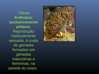 Em alguns casos,
entretanto, pode-
se observar a
divisão
assexuada, por
brotamento, no
pólipo. Exemplos:
Coralllium rubrum...