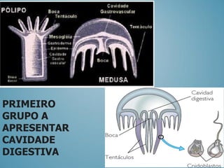 PRIMEIRO
GRUPO A
APRESENTAR
CAVIDADE
DIGESTIVA
 