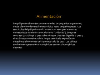 Alimentación
Los pólipos se alimentan de una variedad de pequeños organismos,
desde plancton demersal microscópico hasta pequeños peces. Los
tentáculos del pólipo inmovilizan o matan a sus presas con sus
nematocistos (también conocido como "cnidocito"). Luego se
contraen para dirigir la presa al estómago. Una vez digerida la presa,
el estómago se vuelve a abrir, lo que permite la expulsión de
desechos y el comienzo del siguiente ciclo de caza. Los pólipos
también recogen moléculas orgánicas y moléculas orgánicas
disueltas
 