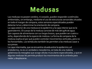 Las medusas no poseen cerebro, ni corazón, pueden responder a estímulos
ambientales, sin embargo, mediante el uso de estructuras sensoriales situadas
en todo el margen de campana, estos sensores especializados pueden
detectar la luz y determinar la orientación de campana.
La capa exterior de una medusa es la epidermis y la capa interior que es la
gastrodermis. El cuerpo de la medusa consiste de más del 95% de agua.
Son capaces de alimentarse con sus largos brazos, que pueden ser cuatro u
ocho, dependiendo de la especie de medusa. La forma de campana de la
medusa explica el por qué pueden controlar movimientos verticales, pero no
los horizontales. Los tentáculos también les permiten a las medusas cazar a
sus presas.
La capa intermedia, que se encuentra situada entre la epidermis y el
endodermo, no es un verdadero mesodermo, se trata de una materia
gelatinosa (la mesoglea) que acoge células musculares especializadas, y que en
algunas medusas les permite producir los movimientos de la umbrela para
nadar y desplazarse.
 